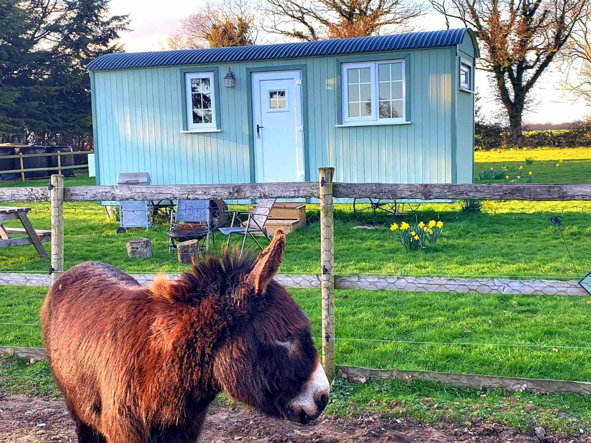 Villa Starry Meadow & Rescued Animal Experiences Great Yarmouth Exterior foto